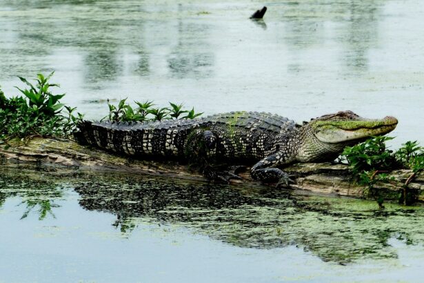 albert alligator hamburg ny