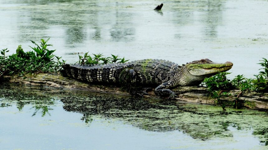 albert alligator hamburg ny